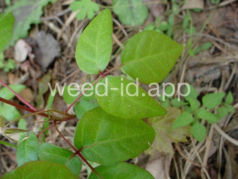 poison-ivy, Rydberg's